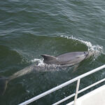 Gelateria Bar Polo Nord