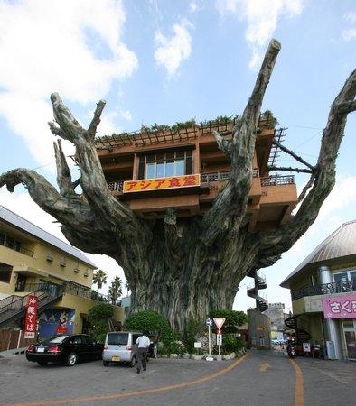 Umibudo Okinawasakaba Gajumaru