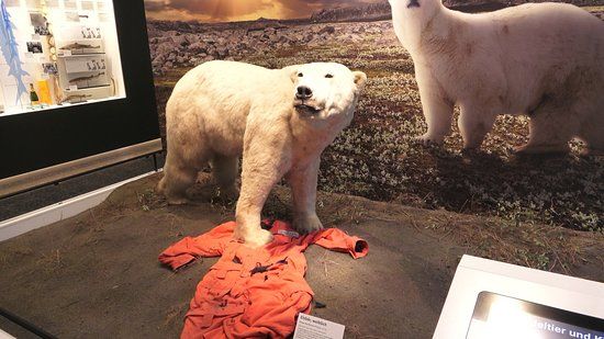 Museo zoologico di Amburgo