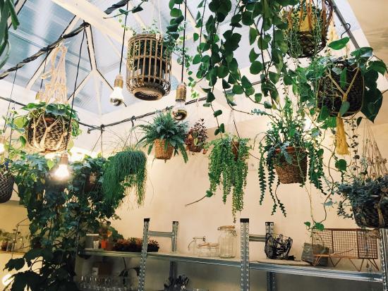 Wild & The Moon Charlot