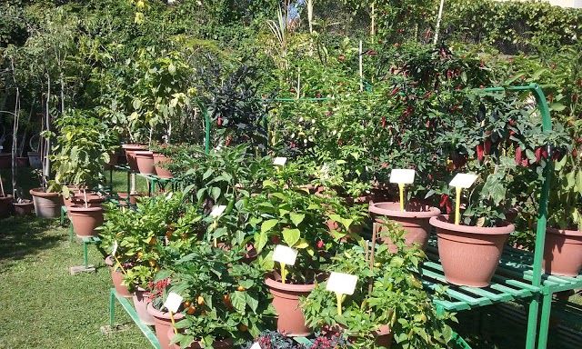 museo botanico ed erbario dell'Università di Bologna