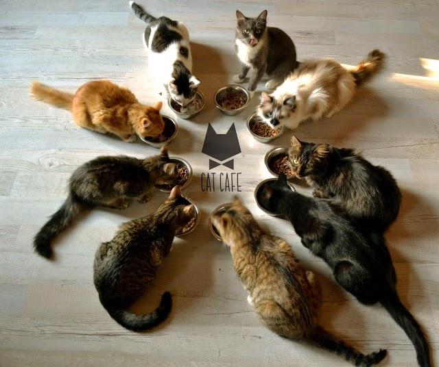 Cat Cafe