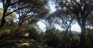 Mata Nacional dos Medos