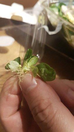 Viva / Buono Fresco Naturale