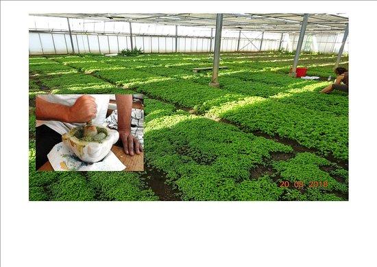 Pestobene