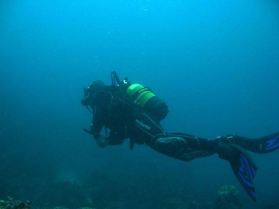 Bluewave Diving