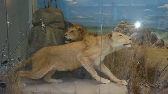 museo di storia naturale Farraggiana Ferrandi