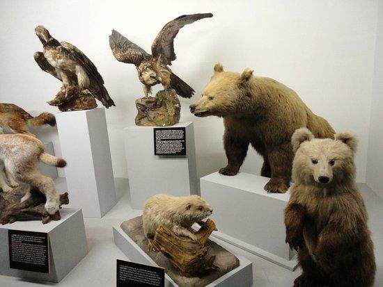 Museo cantonale di storia naturale di Lugano
